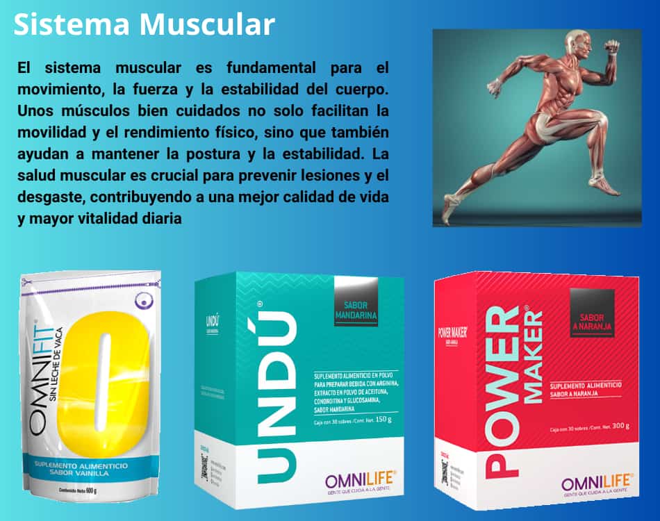 Lámina de Sistema Muscular con los productos OMNILIFE recomendados