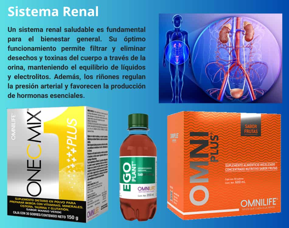 Lámina de Sistema Renal con los productos OMNILIFE recomendados